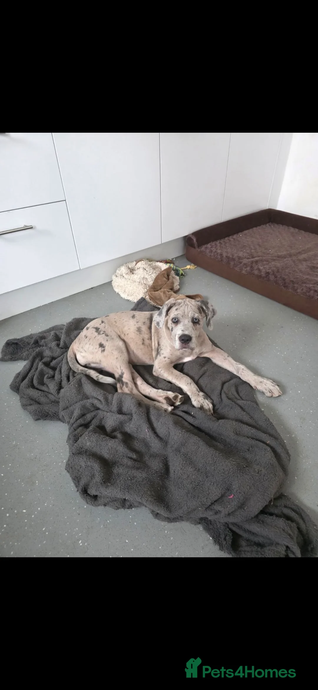 Cane Corso dogs for sale: Cane Corso Puppy - Advert 2
