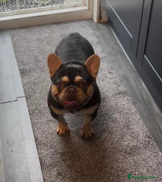 French Bulldog dogs 🔥🔥STUD🔥🔥 - Advert 22