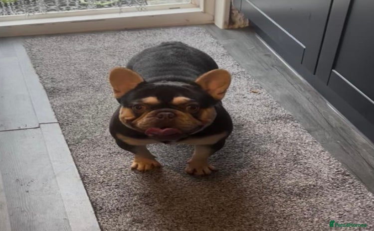 French Bulldog dogs - Advert 17