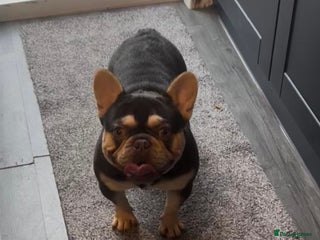 French Bulldog dogs - Advert 1