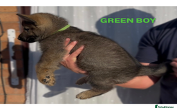 German Shepherd dogs for sale: Czech line German shepherds  - Image 7