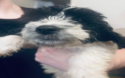 Sproodle dogs for sale: Stunning little sproodle / springer / poodle - Advert 3