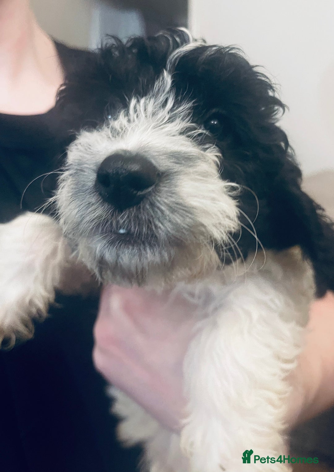 Sproodle dogs for sale: Stunning little sproodle / springer / poodle - Advert 3