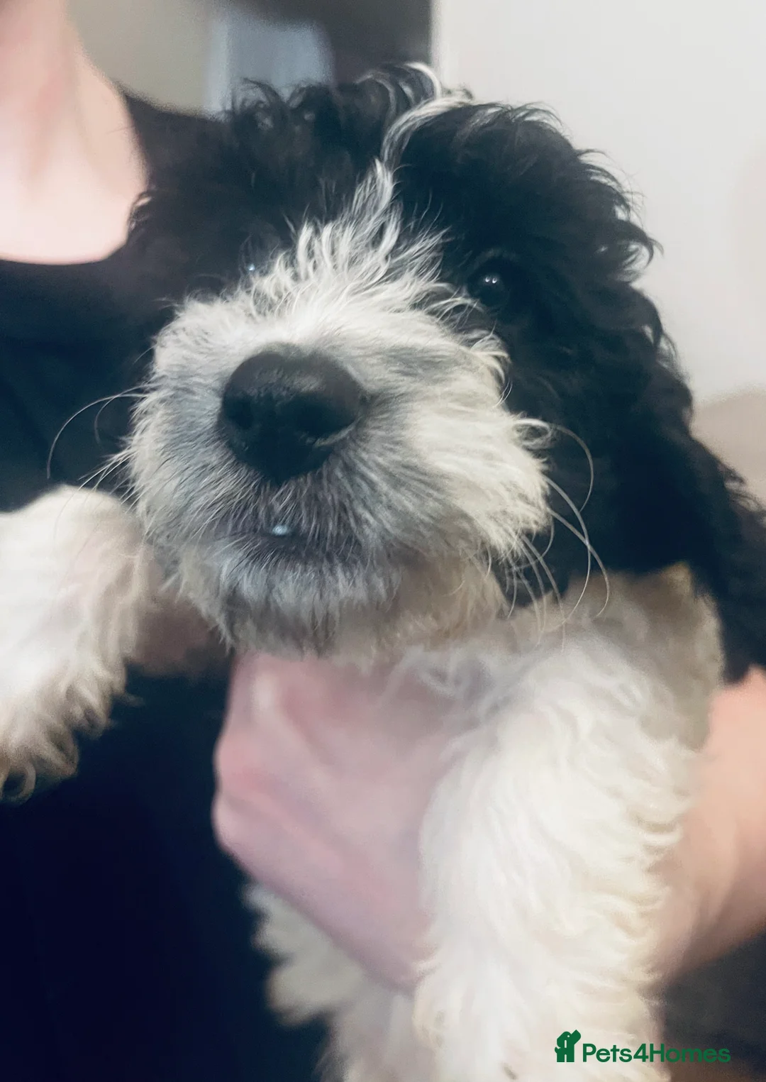 Sproodle dogs for sale: Stunning sproodle / springer / poodle / cockerpoo - Advert 4