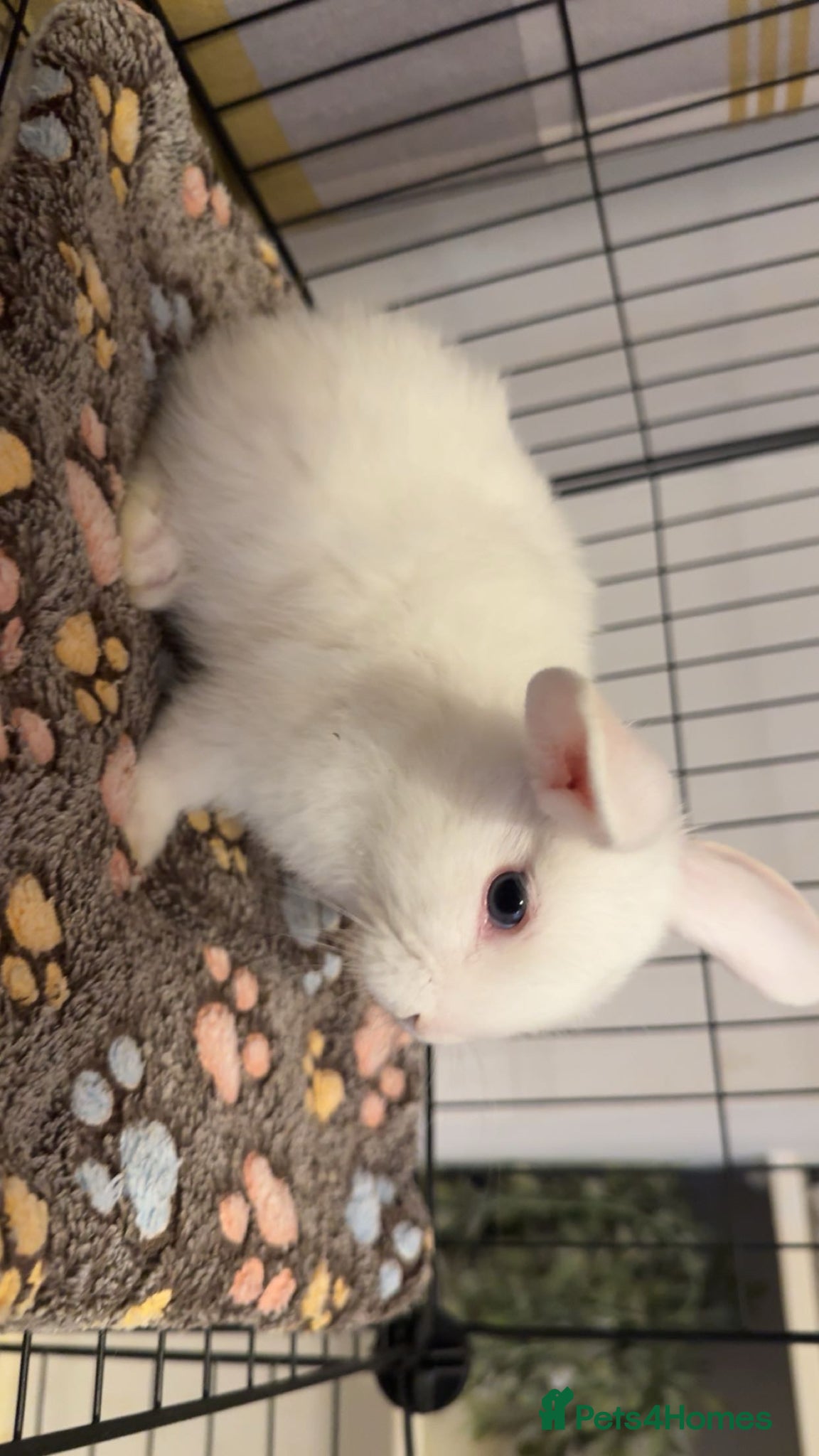 Mixed Breed rabbits for sale: Mini lop/lion lop bunnies in Welshpool - Advert 5