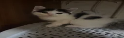 Ragdoll cats for sale: Fluffy Ragdoll-mixed kittens - Advert 19