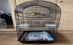 Lovebirds birds for sale: Reeta - Image 6