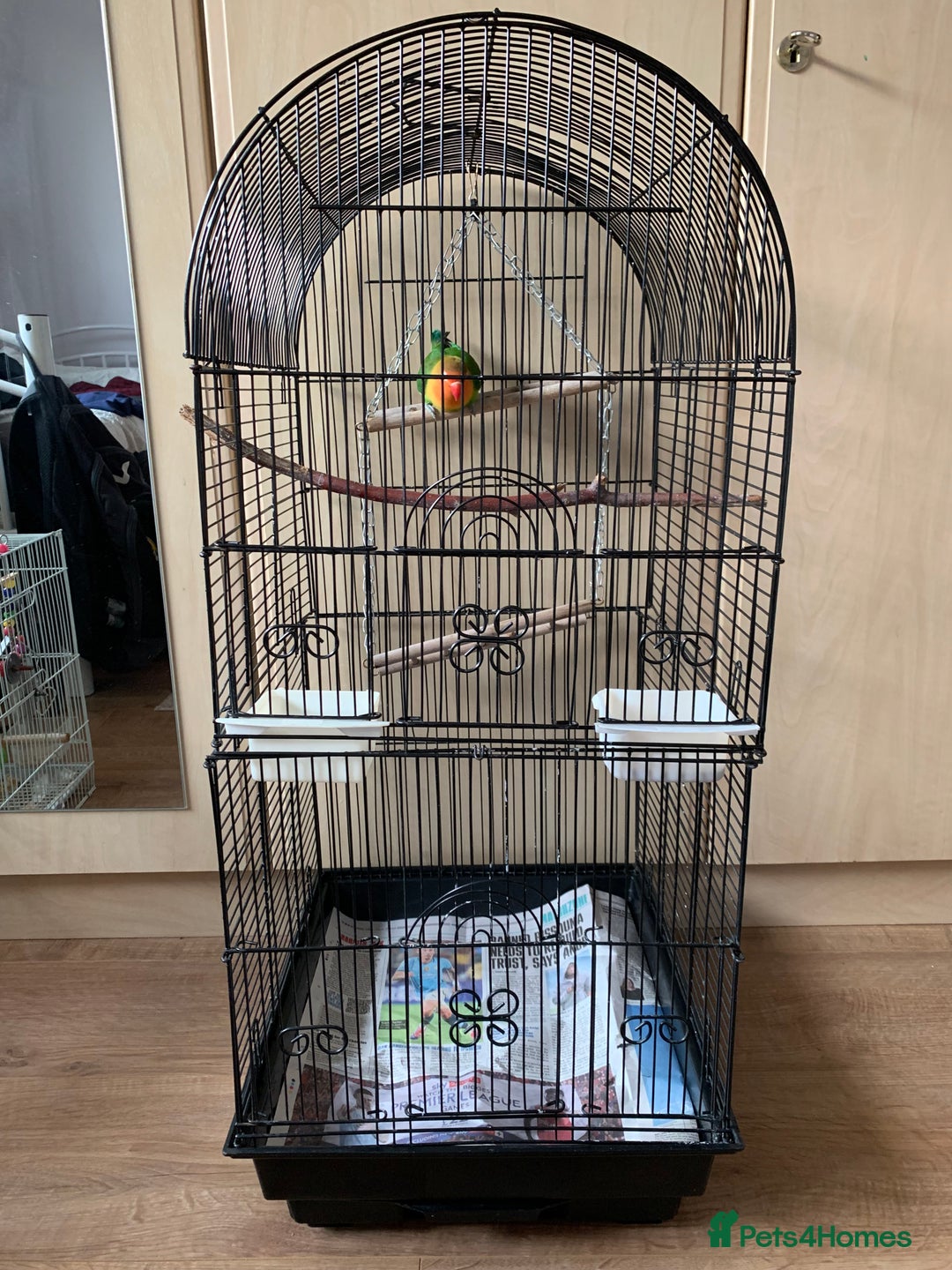 Lovebirds birds for sale: Reeta - Image 6