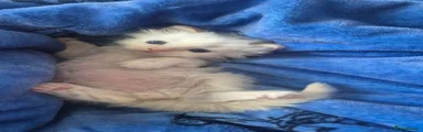 Ragdoll Kitten 1