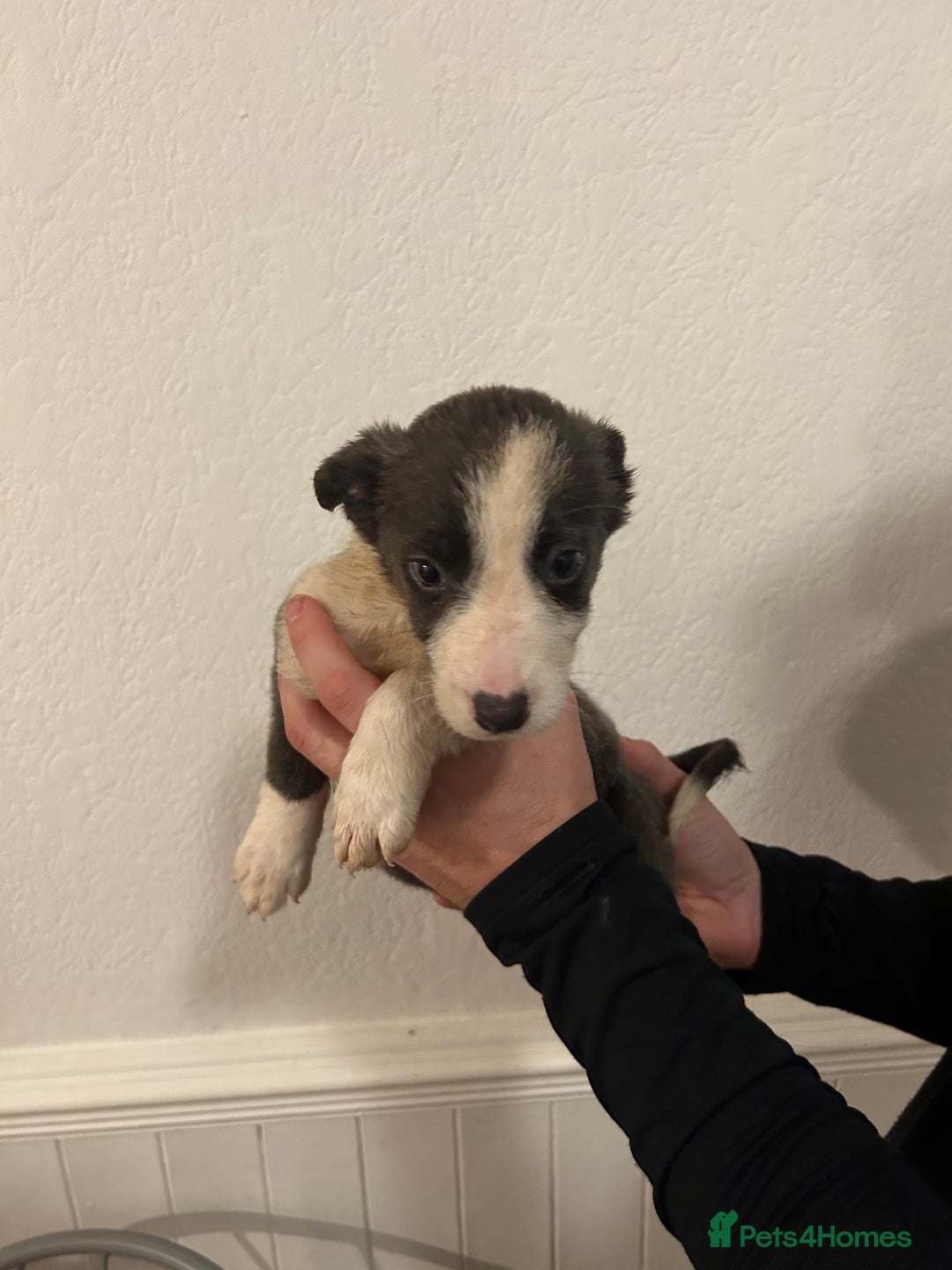 Border Collie dogs for sale: Border collie puppies for sale  - Image 5