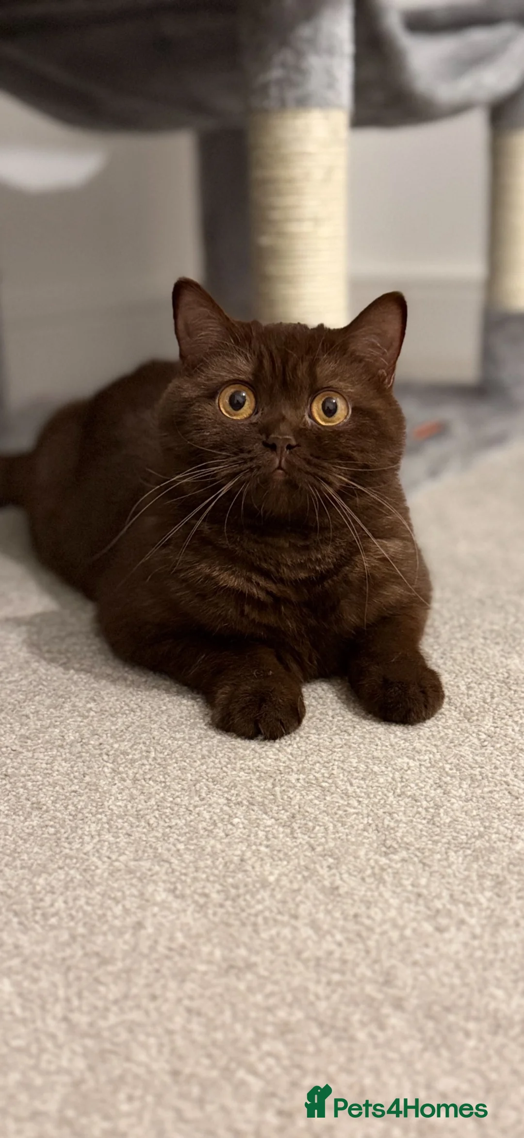 British Shorthair cats for sale: Chocolate bi-colour British shorthair kittens  - Advert 8