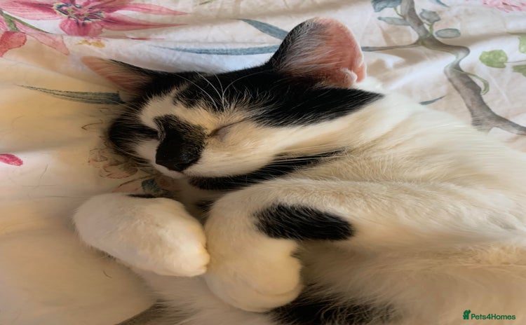 Domestic Shorthair cats - Advert 4