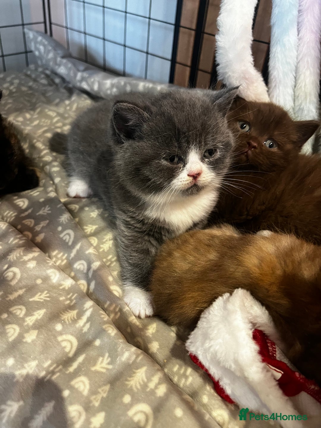 British Shorthair cats for sale: 🏆 Beautiful litter british shorthair babies 🥇  - Advert 5