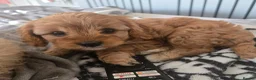 Cavapoo dogs for sale: Teddy bear F1 cavapoo  - Advert 26
