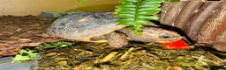 Tortoise reptiles for sale: Red foot tortoise  - Advert 13