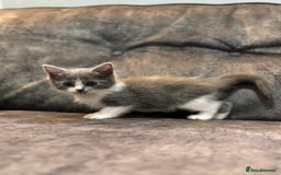 Ragdoll cats for sale: 3 beautiful girls ragdoll cross - Image 6