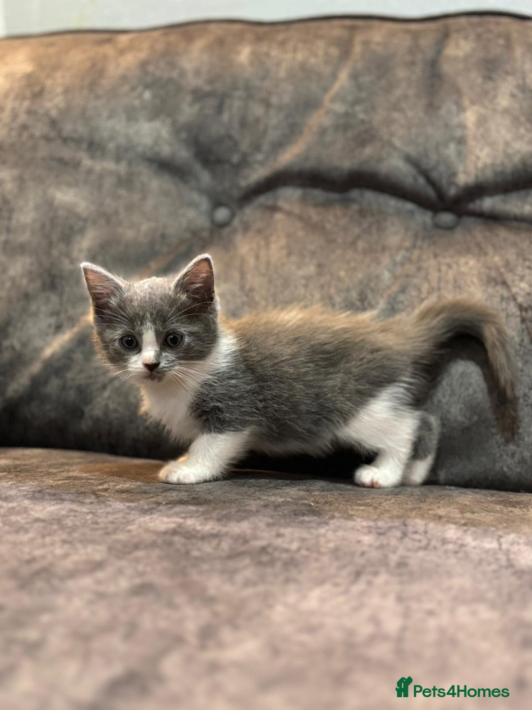Ragdoll cats for sale: 3 beautiful girls ragdoll cross - Image 6