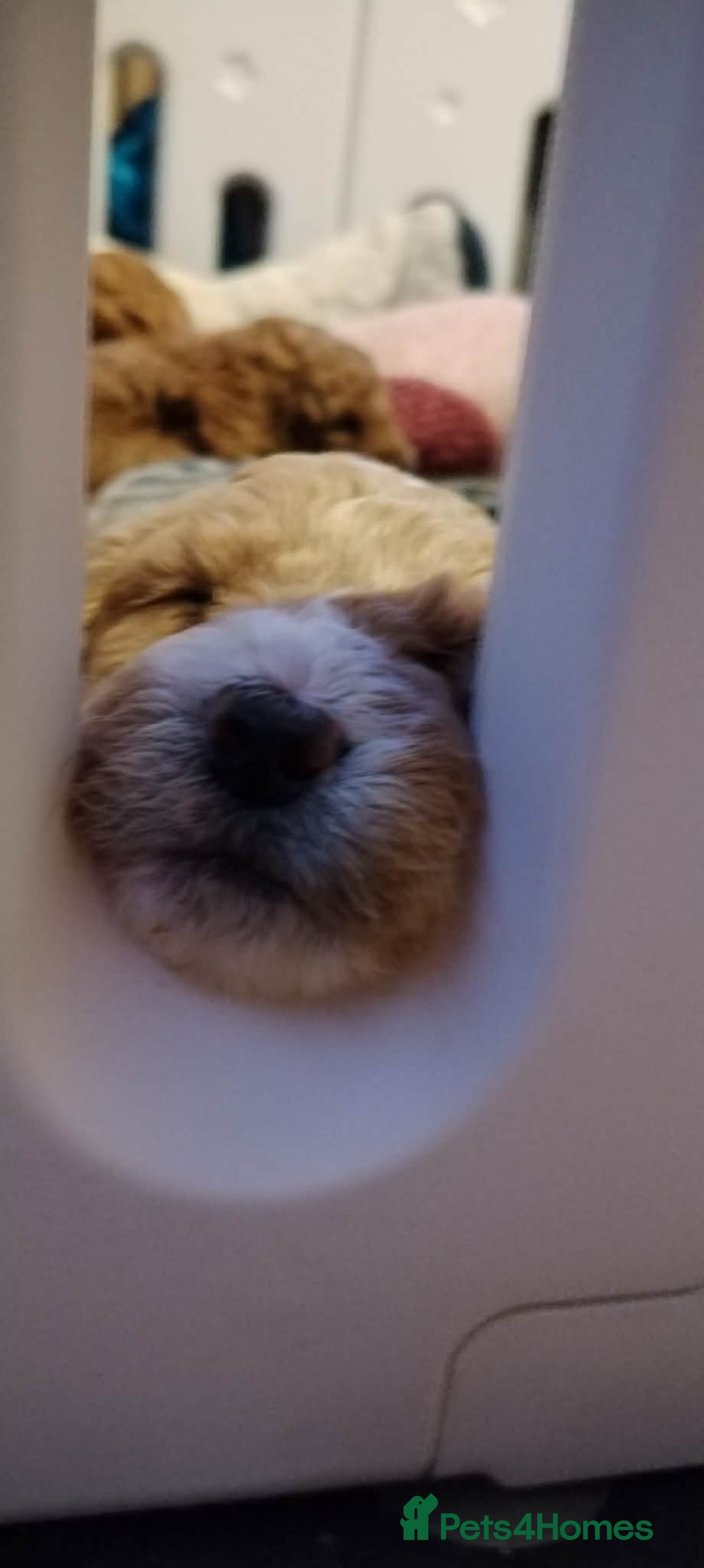 Mixed Breed dogs for sale: Adorable Maltipoo/Cockapoo Puppies - Advert 7