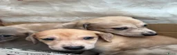 Lurcher dogs for sale: Collie Lurcher  - Advert 6