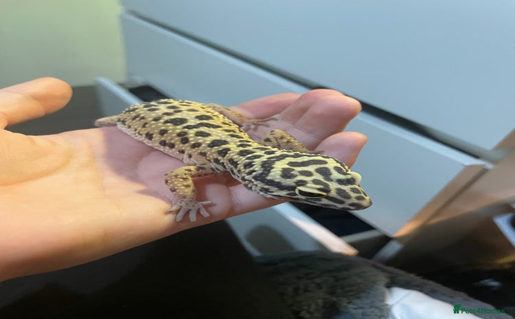 Gecko reptiles - Advert 11