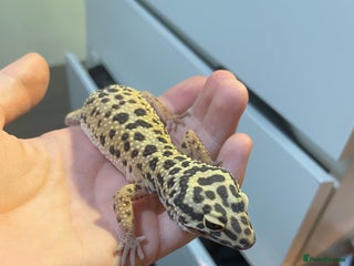 Gecko reptiles - Advert 22