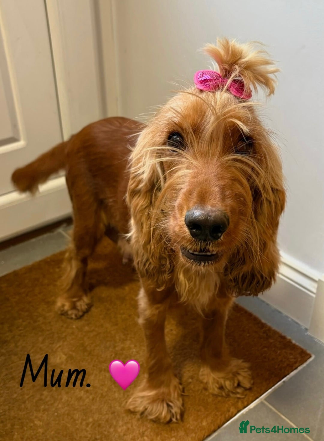 Cocker Spaniel dogs for sale: Beautiful cocker spaniel puppies  - Image 9