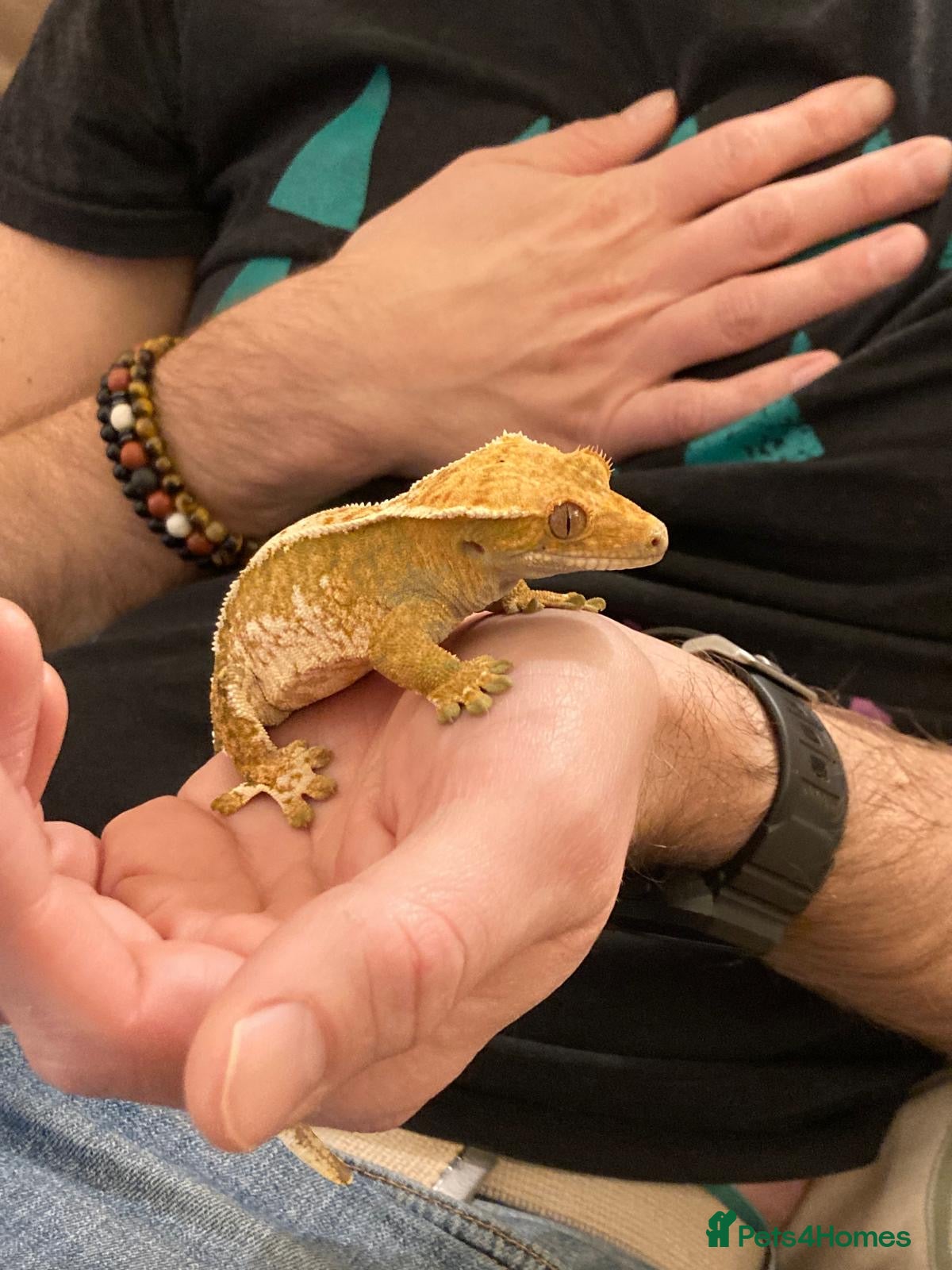 Gecko reptiles Female crested gecko and bioactive vivarium - Advert 14