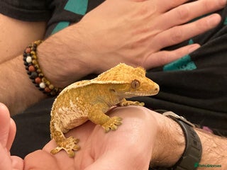 Gecko reptiles Female crested gecko and bioactive vivarium - Advert 3