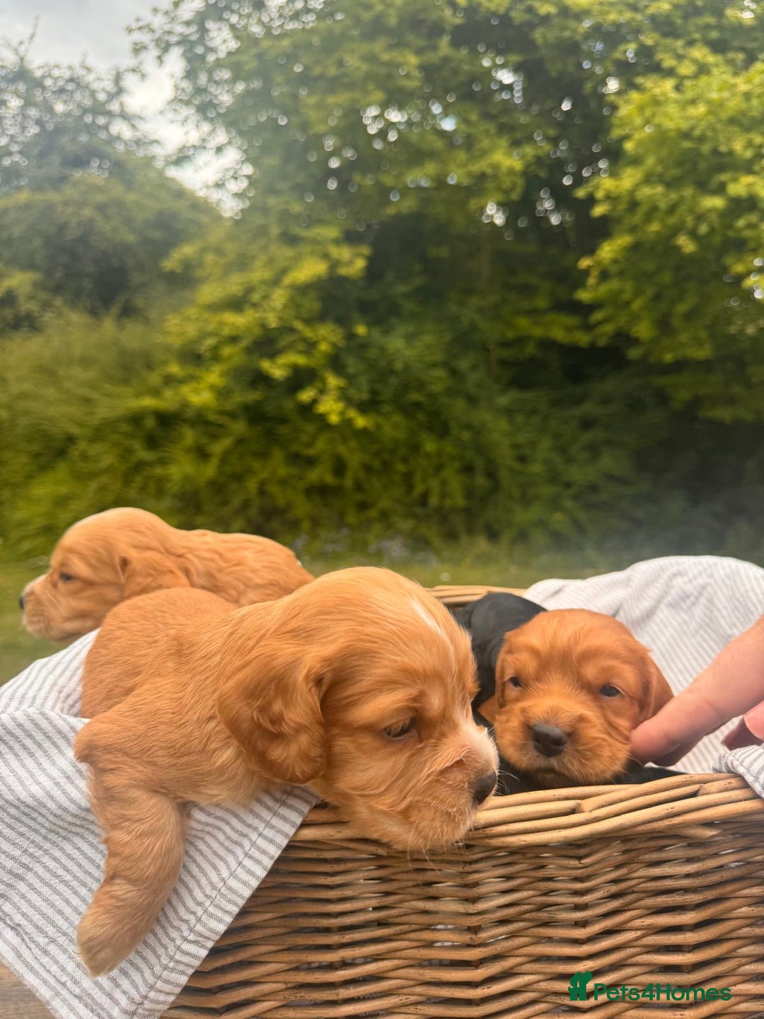 Cocker Spaniel dogs for sale: Working Cocker Spaniel Puppies  - Image 3