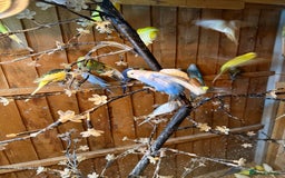 Budgerigars birds for sale: Budgies  - Image 6