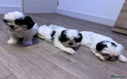 Shih Tzu dogs for sale: 2 lovely boys and 1 girl - Image 8