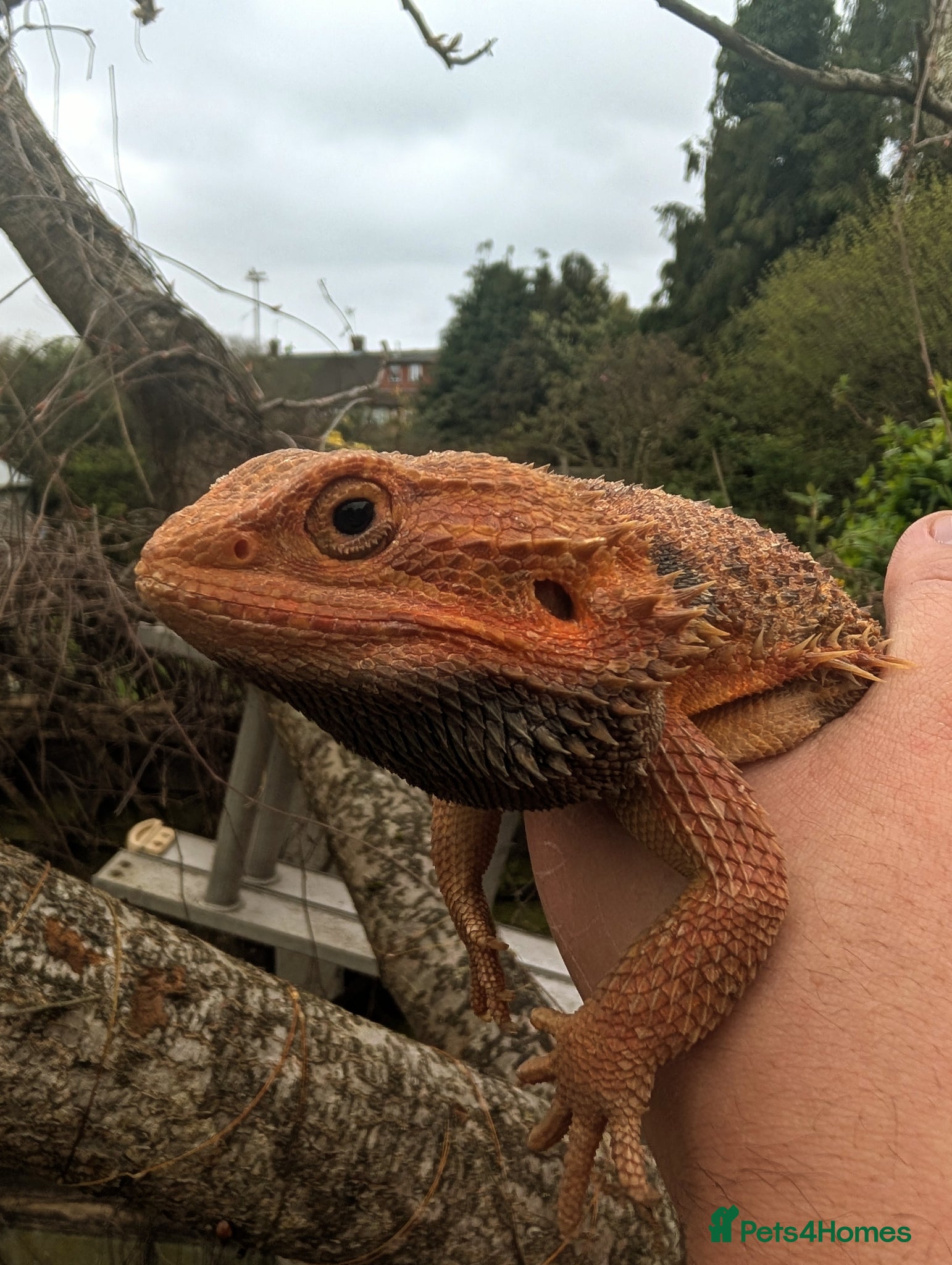 Bearded Dragon reptiles male red monster hypo trans het witblits proven  - Advert 2
