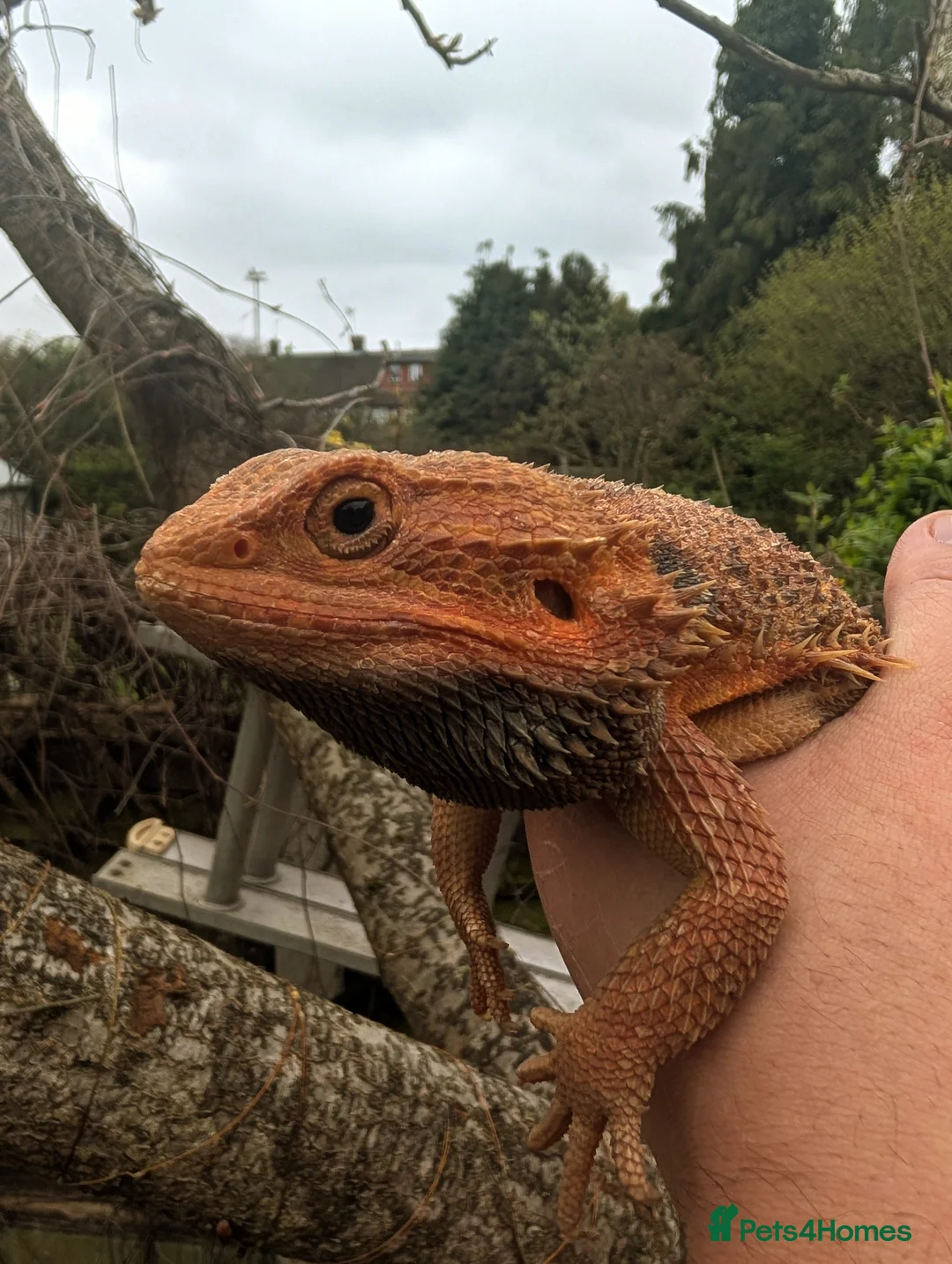 Bearded Dragon reptiles for sale: male red monster hypo trans het witblits proven  - Advert 2