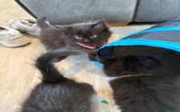 Mixed Breed cats for sale: 5 beautiful mix bread ragdoll fluffy kittens  - Image 12