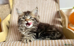Siberian cats for sale: Champion line kitten😻😽🐈 - Image 3