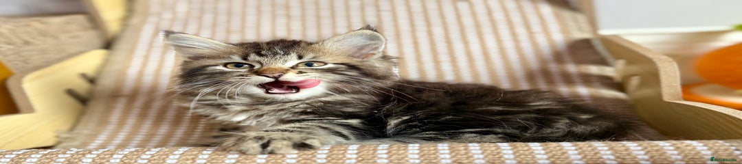 Siberian Kitten 2