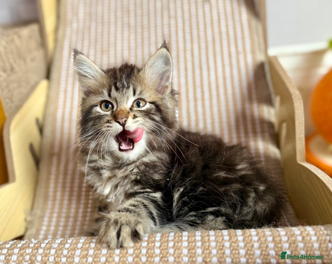 Siberian cats for sale: Champion line kitten😻😽🐈 - Image 3