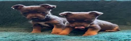 Jack Russell dogs for sale: Miniature much Wenlock puppies - Advert 21