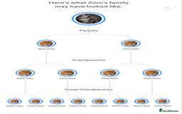 Chow Chow dogs for stud: Zoro Black Merle STUD Carrying Blue 💙 & Choc 🍫 - Advert 7