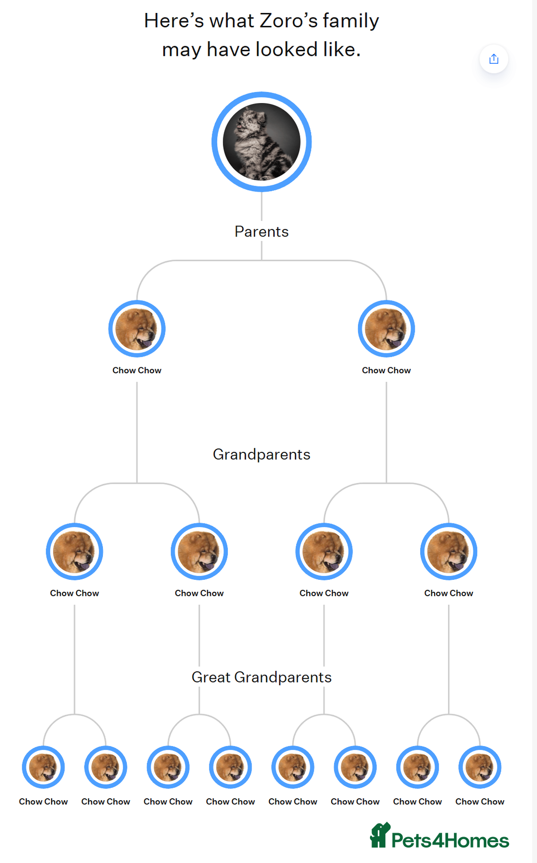 Chow Chow dogs for stud: Zoro Black Merle STUD Carrying Blue 💙 & Choc 🍫 - Advert 7