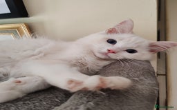 Ragdoll cats for sale: RAGS To Riches  - Image 4