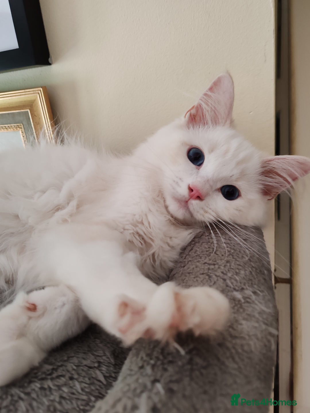 Ragdoll cats for sale: RAGS To Riches  - Image 4