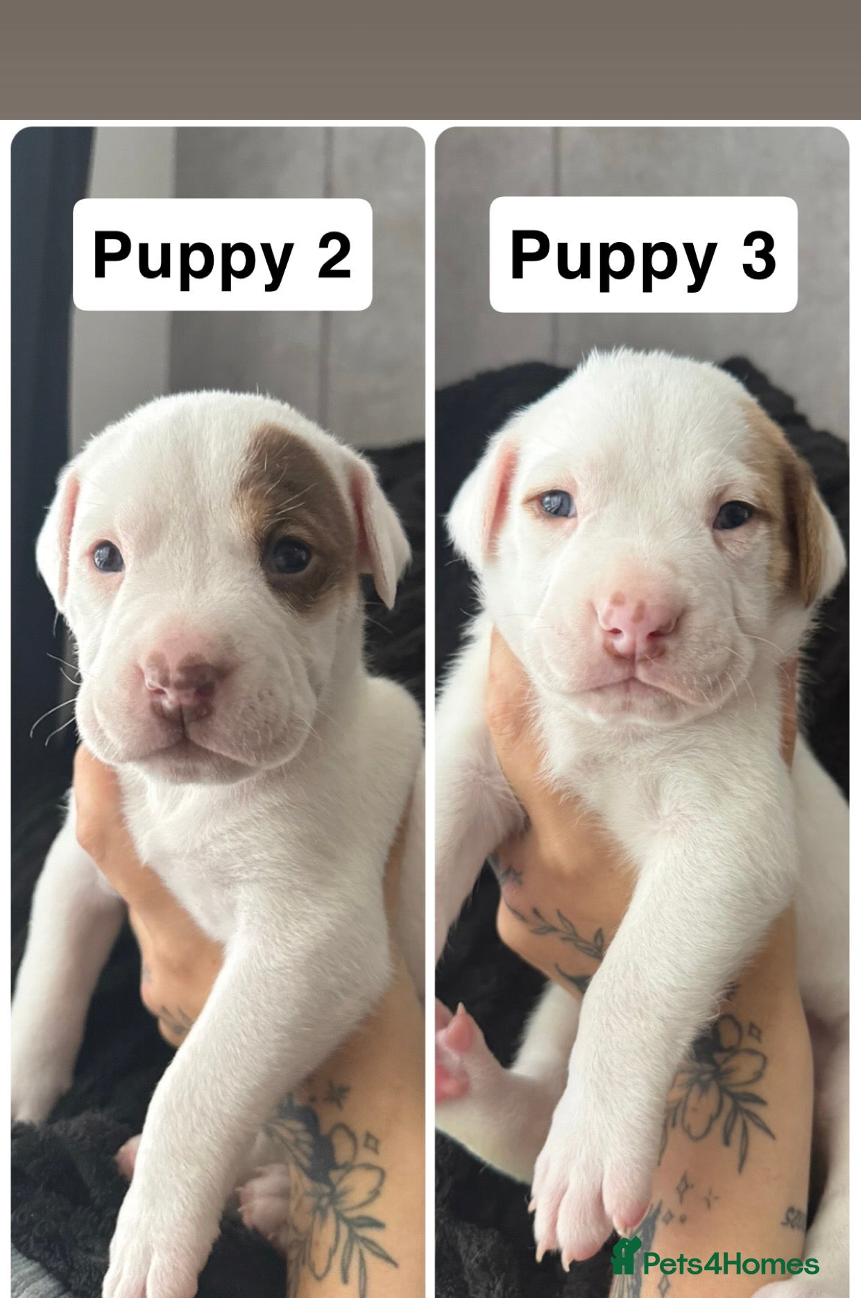 American Bulldog dogs American Bulldog Puppies - Advert 1