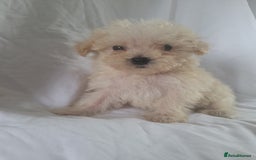 Morkie dogs for sale: Morkie puppies 5 🌟licence breeder  - Image 5