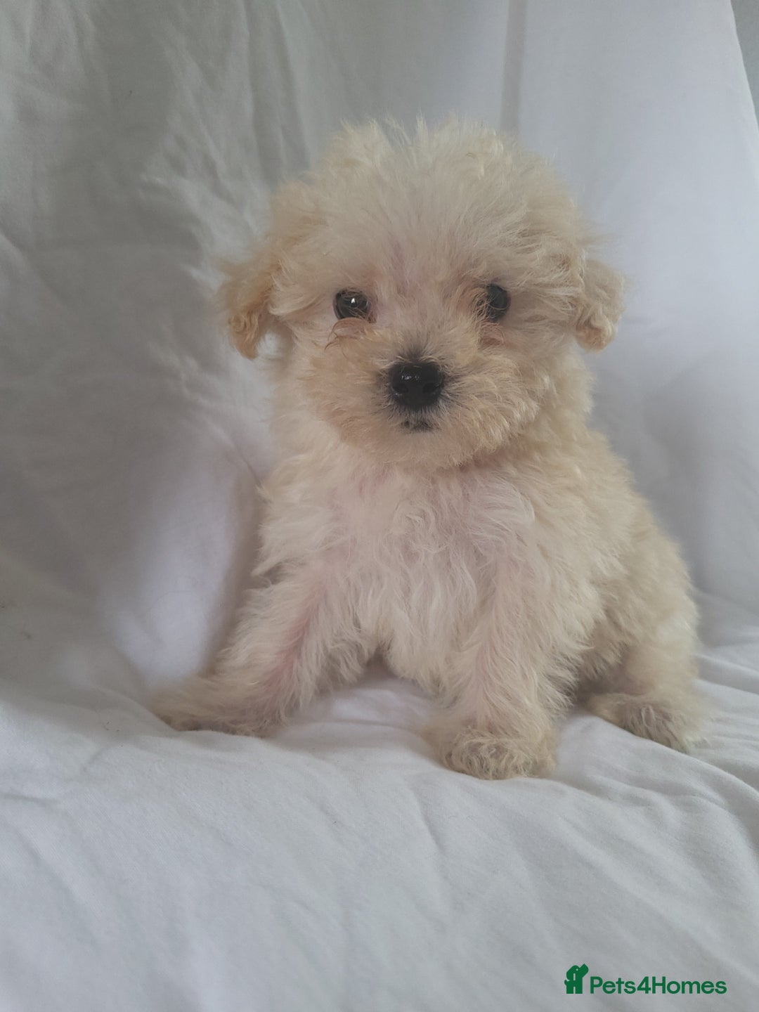 Morkie dogs for sale: Morkie puppies 5 🌟licence breeder  - Image 5