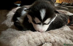 Utonagan dogs for sale: Siberian husky x alusky (malamute x husky) - Image 10