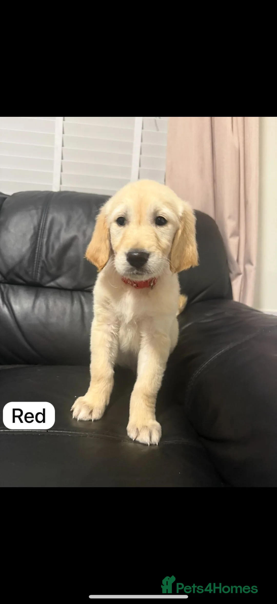 Golden Retriever dogs for sale: Golden retriever puppies ready to go - Advert 10