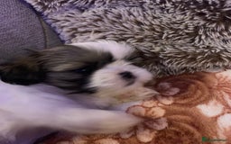 Shih Tzu dogs for sale: 2 female Shih Tzu puppies  - Image 11