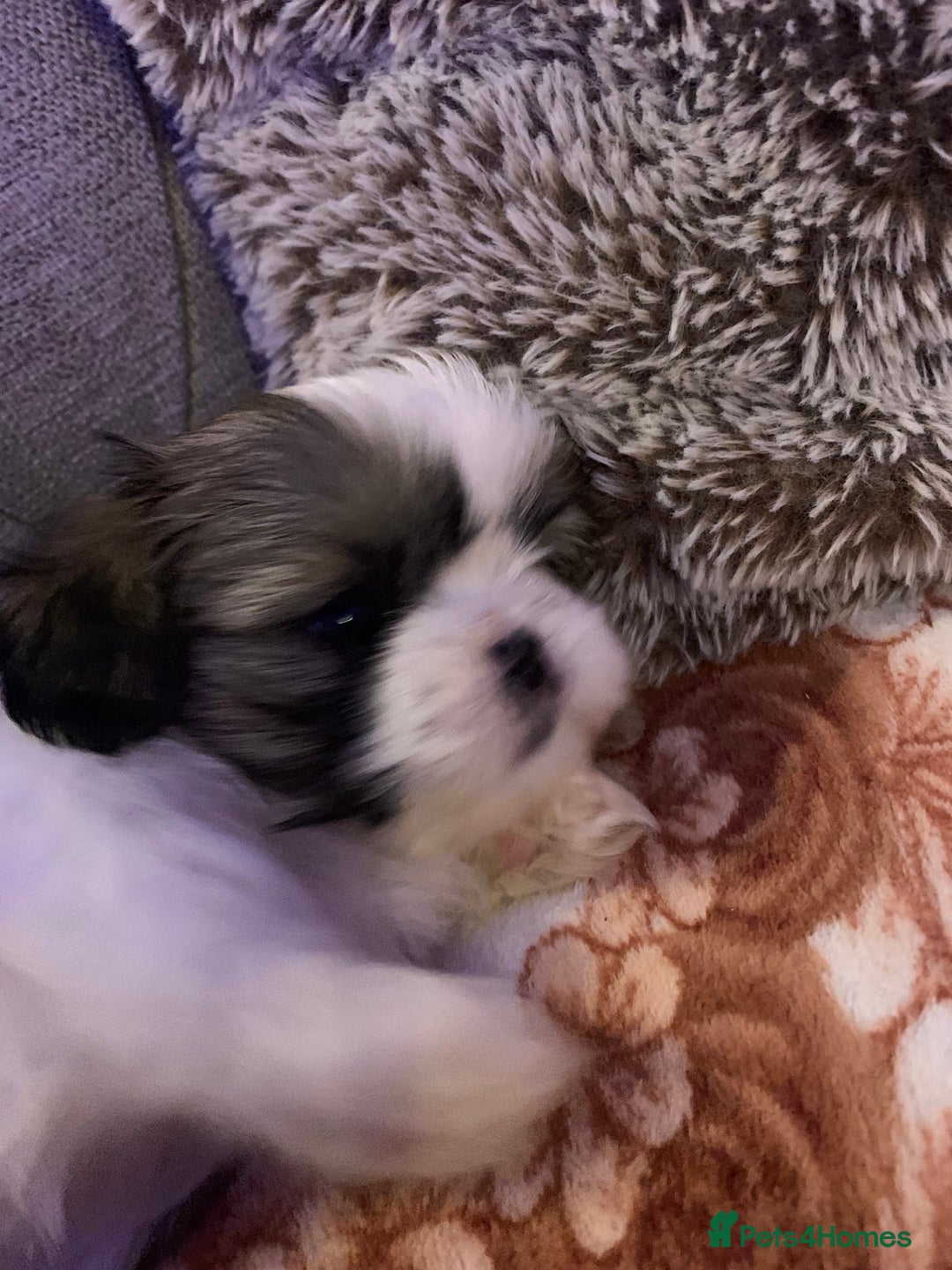 Shih Tzu dogs for sale: 2 female Shih Tzu puppies  - Image 11