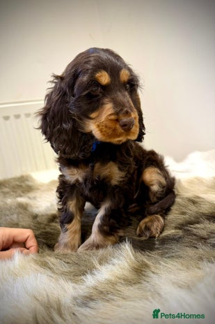 Cocker Spaniel dogs Show cockers champion bloodlines. simbawood lines. - Advert 10